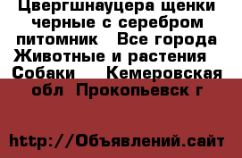 Цвергшнауцера щенки черные с серебром питомник - Все города Животные и растения » Собаки   . Кемеровская обл.,Прокопьевск г.